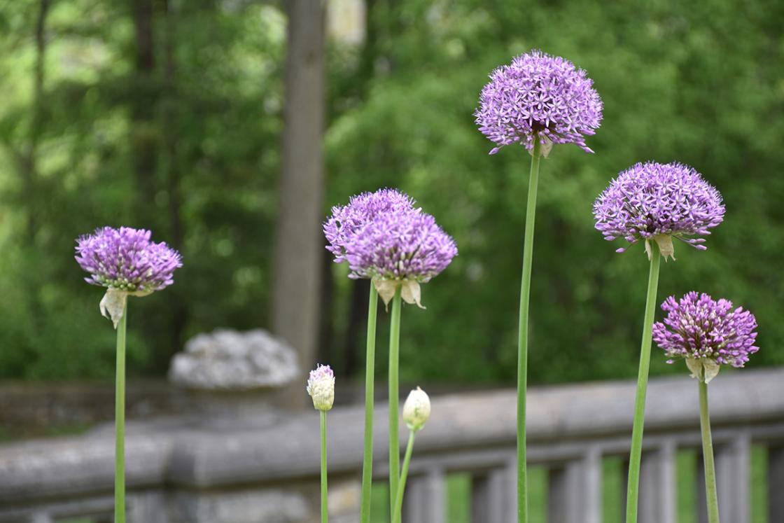 Allium in the Library Garden at Cranbrook Gardens. Photograph taken Tuesday, May 28, 2019.