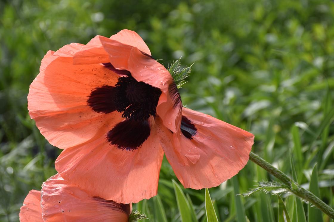 Oriental Poppy in the Sunken Garden at Cranbrook House & Gardens. Photograph taken on June 5, 2019.