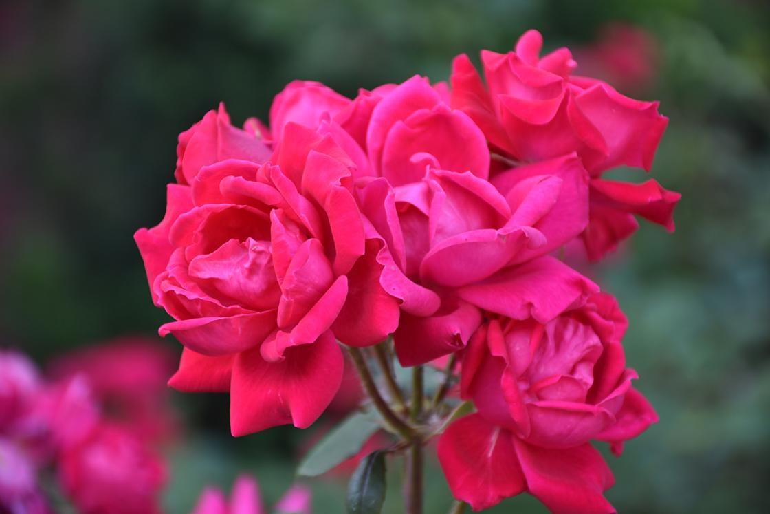 Roses in the Courtyard Garden at Cranbrook House & Gardens, June 2019. Photograph by Eric Franchy.