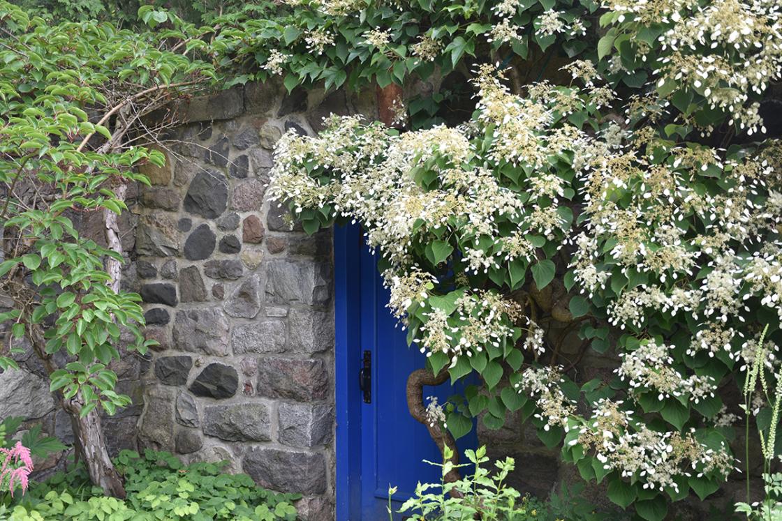 Schizophragma (climbing hydrangea) in the Sunken Garden (planted here by the Booths). Photograph taken Friday, July 12, 2019.