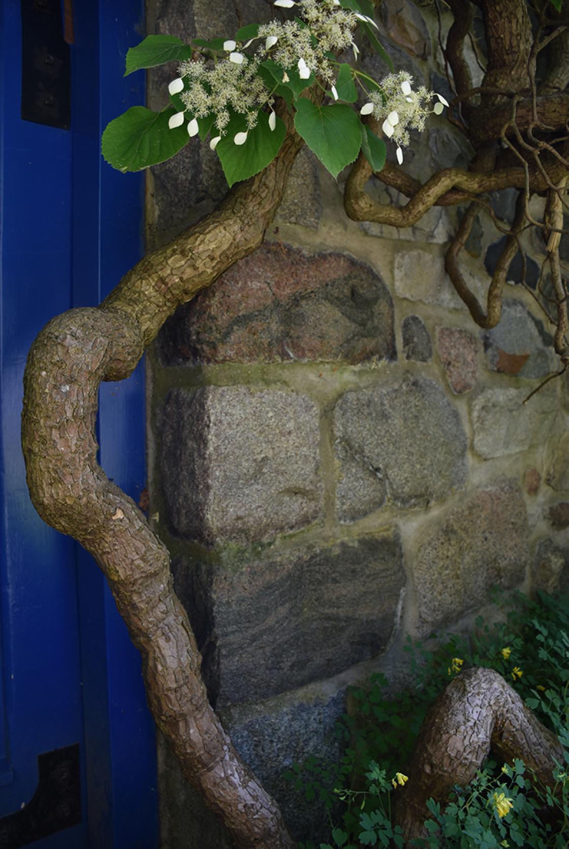 Schizophragma (climbing hydrangea) in the Sunken Garden (planted here by the Booths). Photograph taken Friday, July 12, 2019.