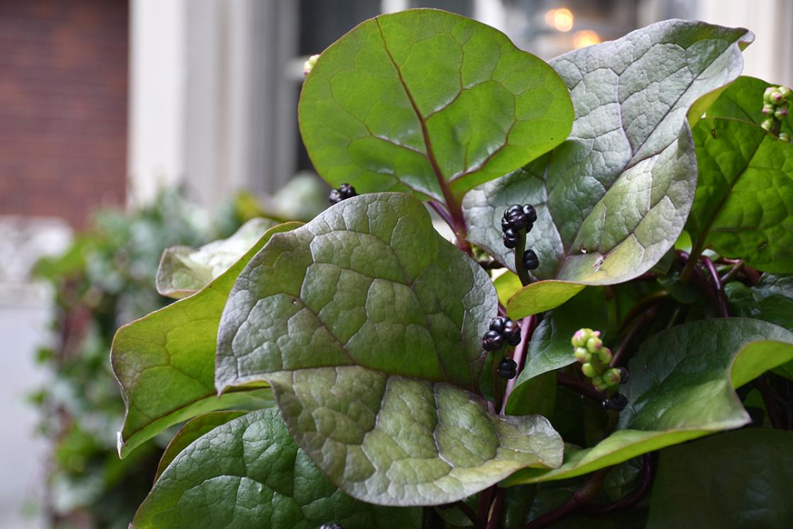 Photograph of Malabar spinach at Cranbrook House & Gardens, taken Thursday, August 8, 2019.