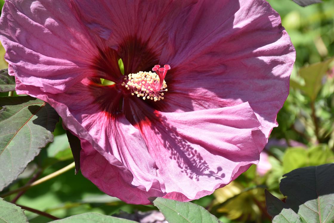 Photograph of hibiscus in the Sundial Garden at Cranbrook House & Gardens, August 2019.