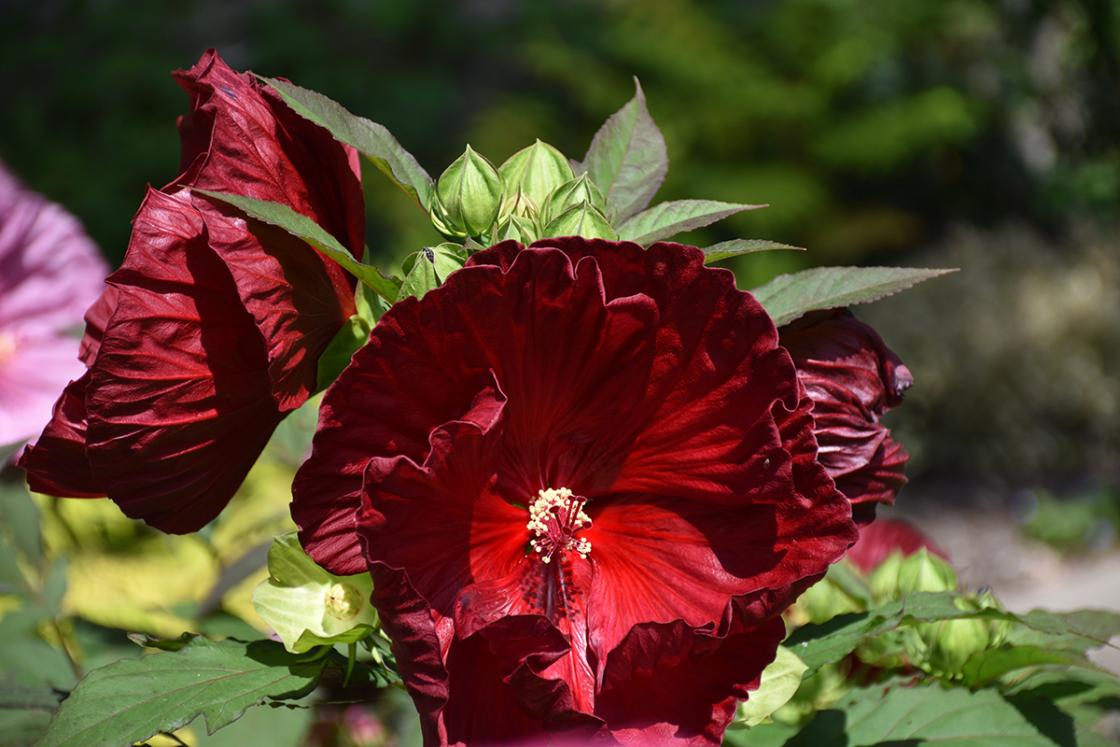 Photograph of hibiscus in the Sundial Garden at Cranbrook House & Gardens, August 2019.