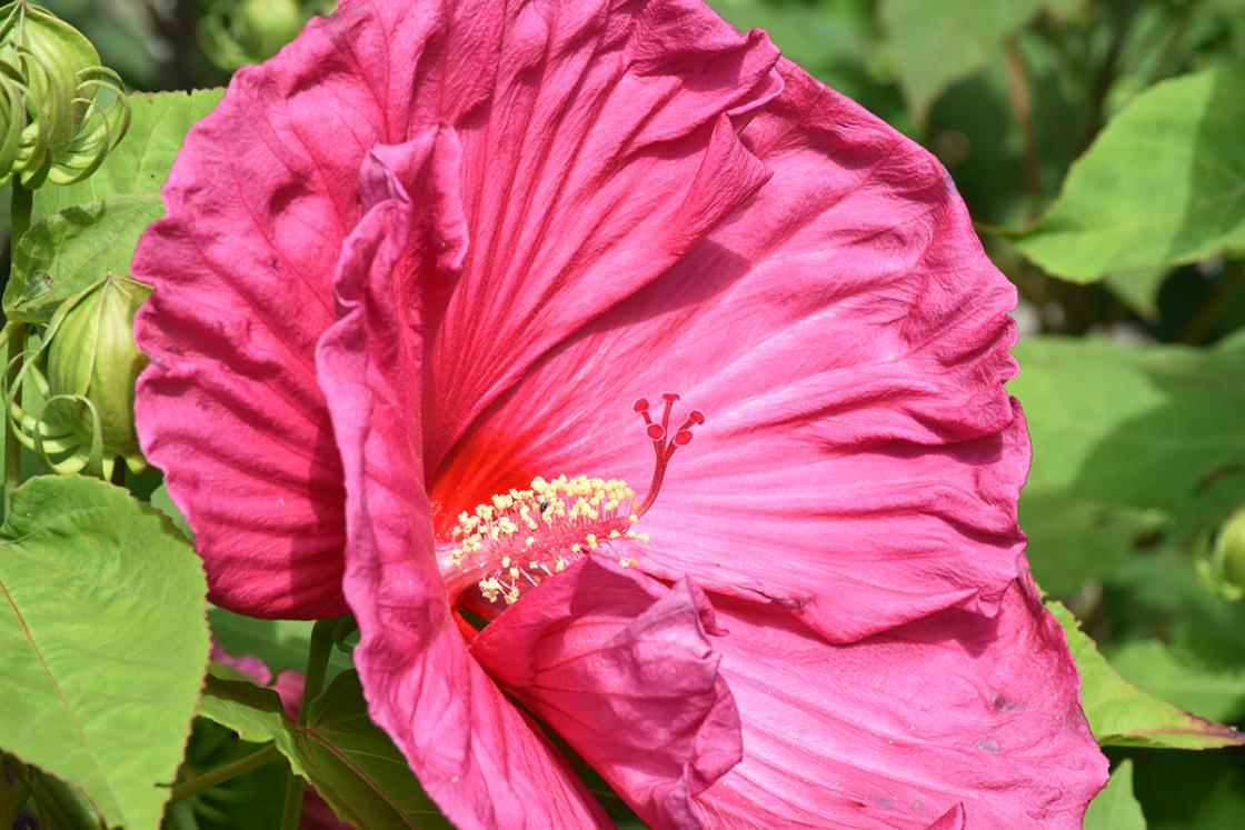 Photograph of hibiscus in the Sundial Garden at Cranbrook House & Gardens, August 2019.