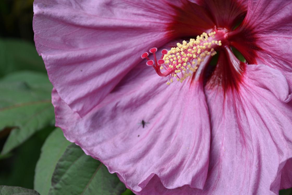 Photograph of hibiscus in the Sundial Garden at Cranbrook House & Gardens, August 2019.