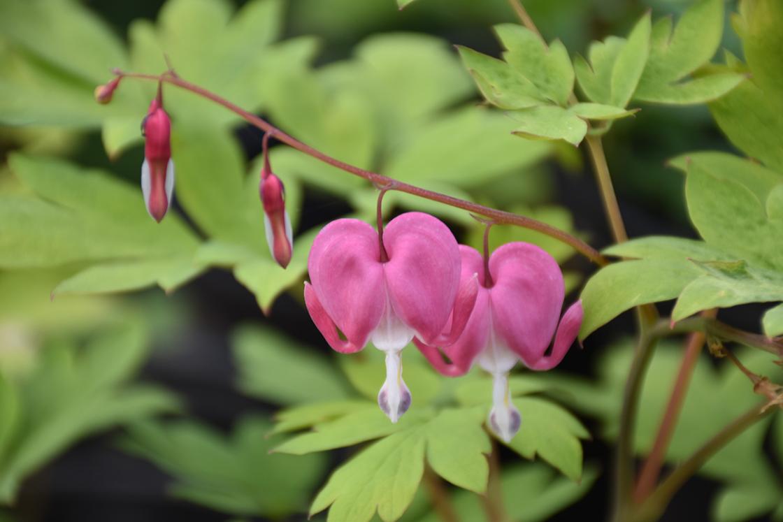 Photograph of a bleeding heart plant.