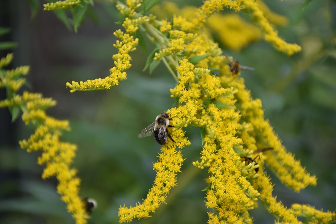 Photograph of solidago (golden rod) in the Herb Garden at Cranbrook House & Gardens, September 2019.