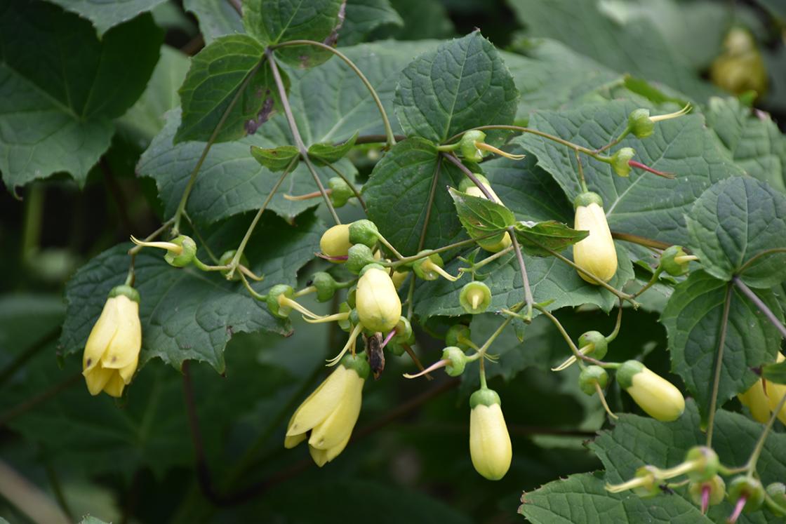 Photograph of Korean Wax Bells in the Shady Walk at Cranbrook House & Gardens, September 2019.