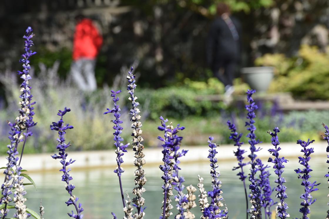 Photograph of Russian sage by the Reflecting Pool at Cranbrook House & Gardens, October 2019.