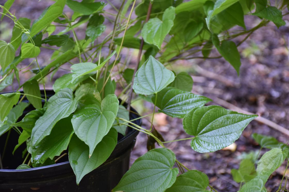Photograph of wild yam native plant