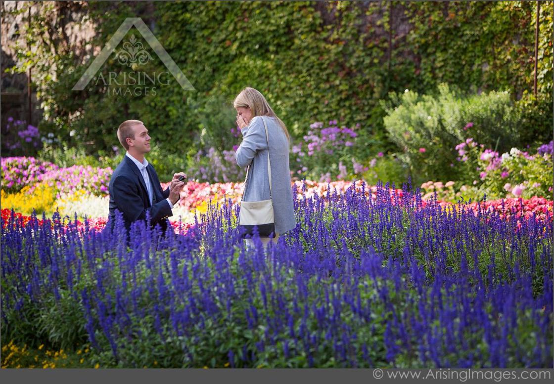 Photo of a person proposing in the Sunken Garden at Cranbrook Gardens.