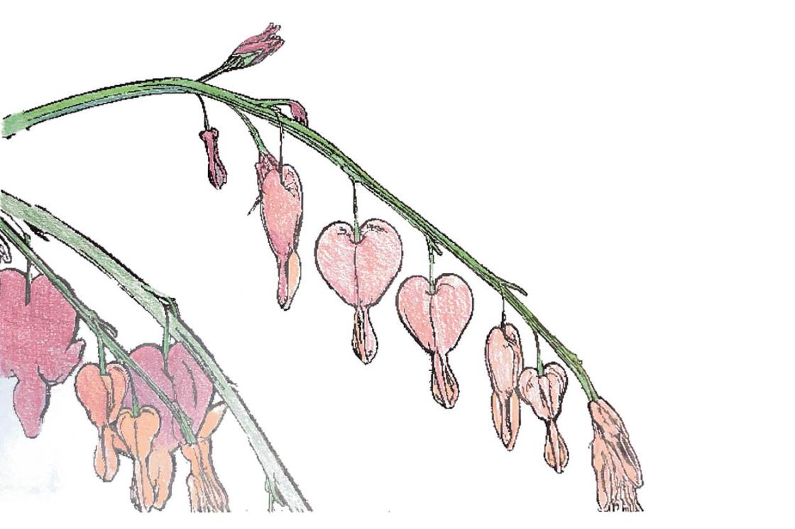 Bleeding heart coloring page