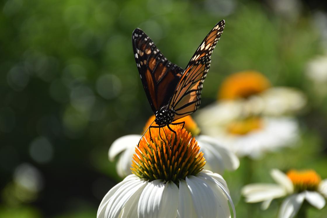 Photograph of a butterfly at Cranbrook House & Gardens.