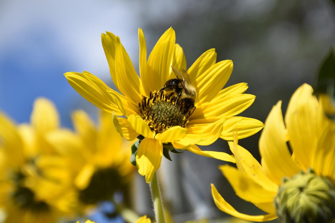 Cranbrook House & Gardens Bee in Sunken Garden - Photography by Eric Franchy