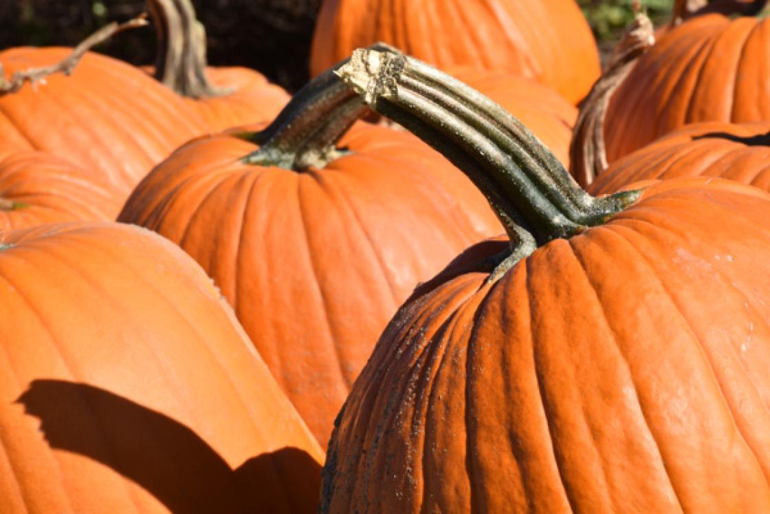 Photograph of pumpkins at Cranbrook