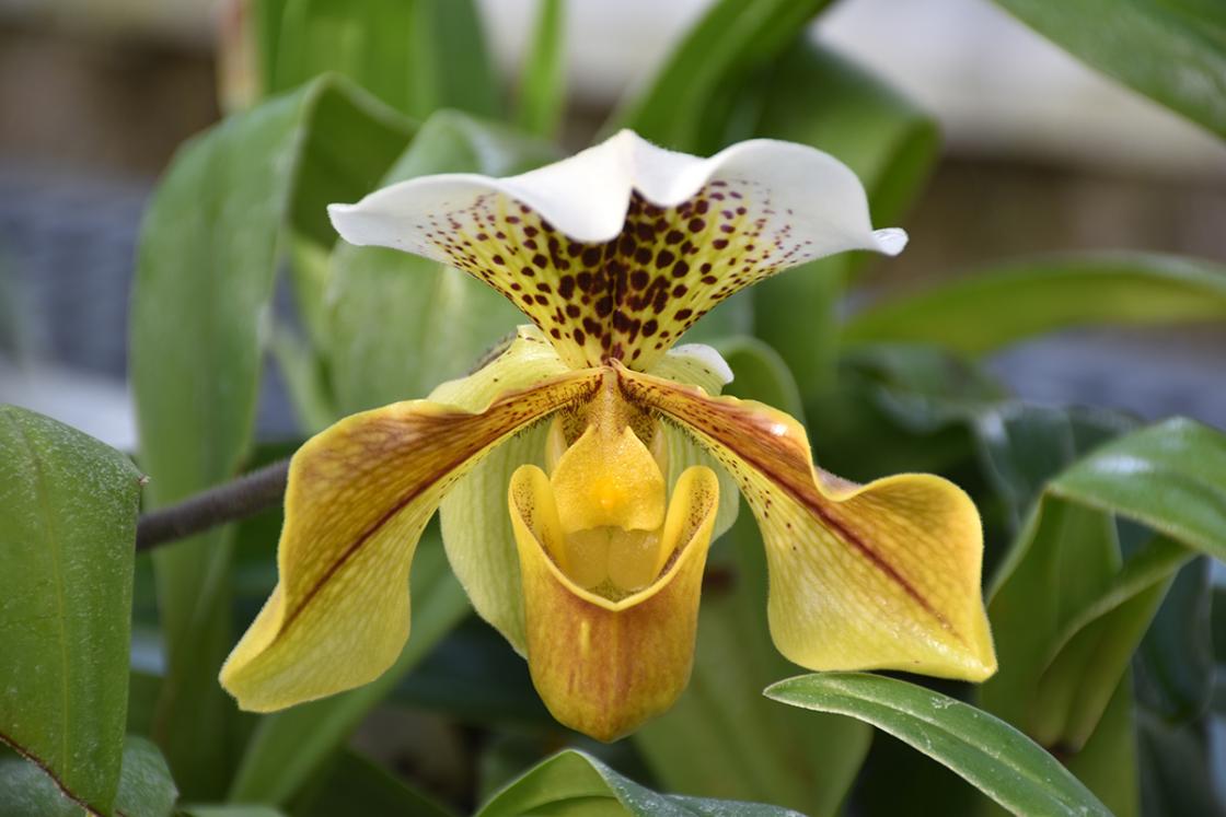 Photograph of an orchid in the Conservatory Greenhouse at Cranbrook House & Gardens.