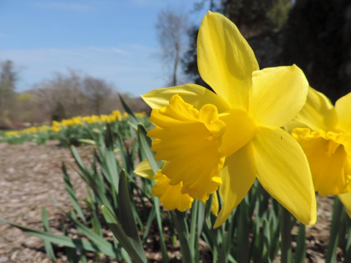Photograph of Daffodil Hill
