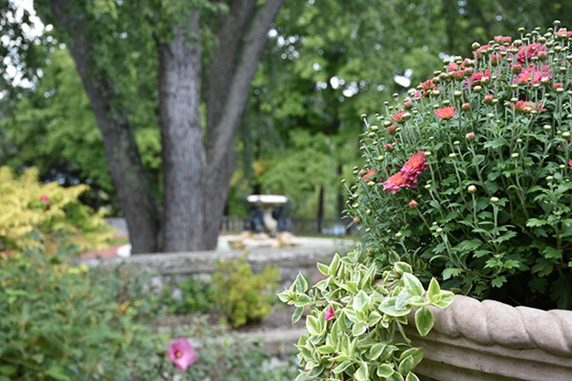 Photograph of an urn at Cranbrook House & Gardens