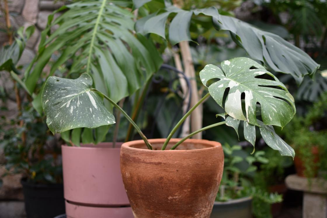 Photograph of a Monstera 'Thai Constellation' in Cranbrook's Greenhouse
