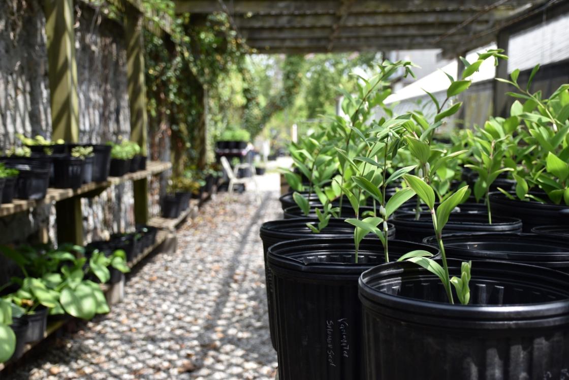 Photograph of pots at Cranbrook Gardens.