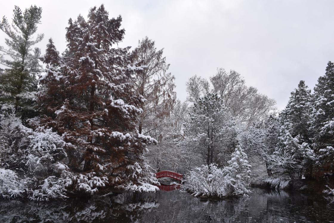 Photograph of the Red Bridge in the Japanese Garden after a light snow, November 2018.