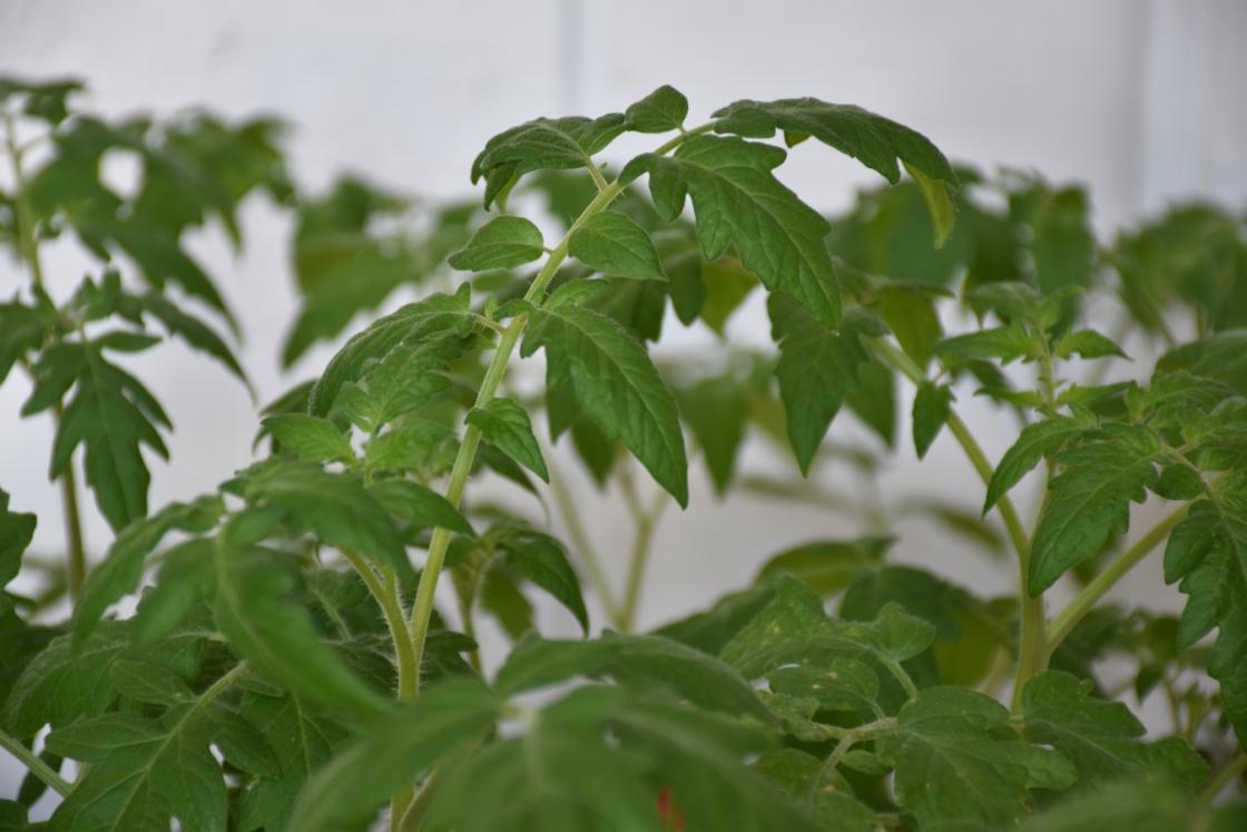 Photograph of a tomato plant at the Cranbrook House & Gardens Plant Sale.