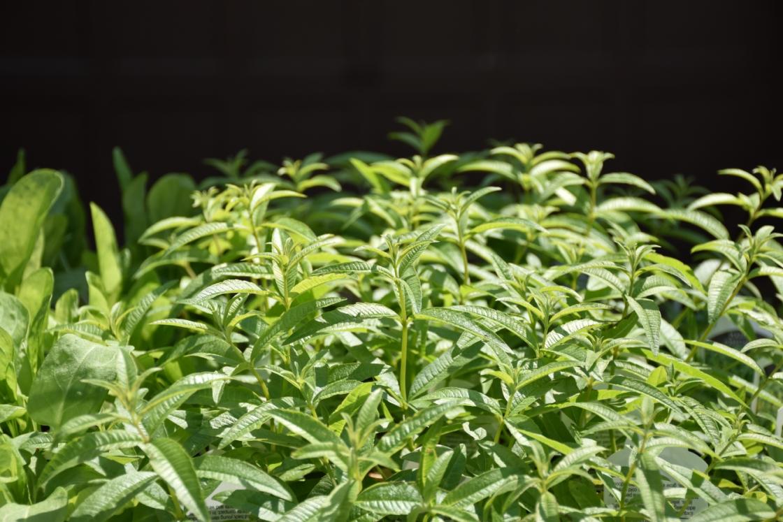 Photograph of herbs at Cranbrook Gardens