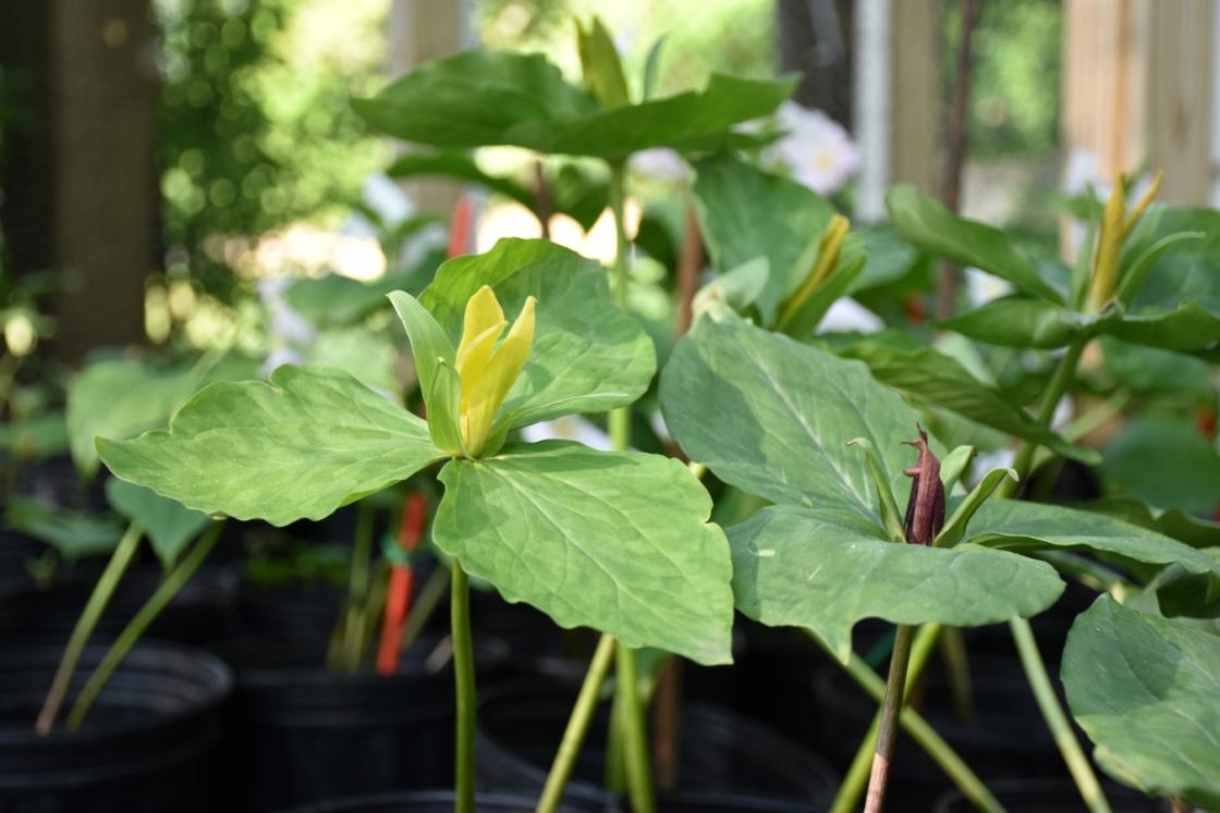 Photograph of trillium at Cranbrook Gardens.