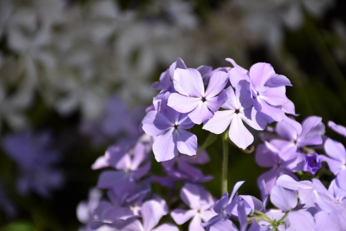 Photograph of phlox at Cranbrook Gardens