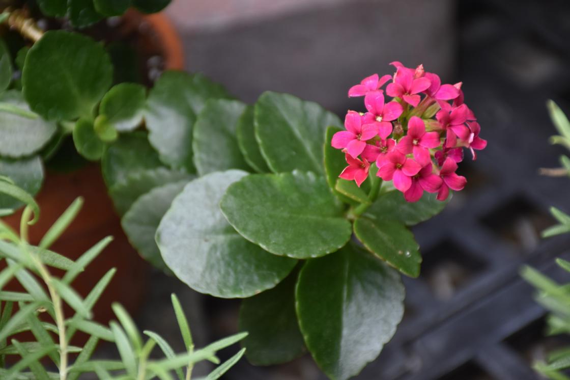 Photograph of Kalachoe in the Conservatory Greenhouse at Cranbrook House & Gardens