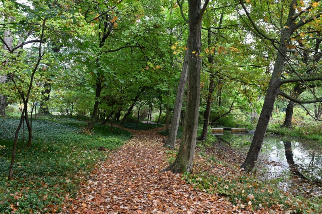 Photo of the Bog Garden at Cranbrook House & Gardens, fall 2025. Photo by Eric Franchy.