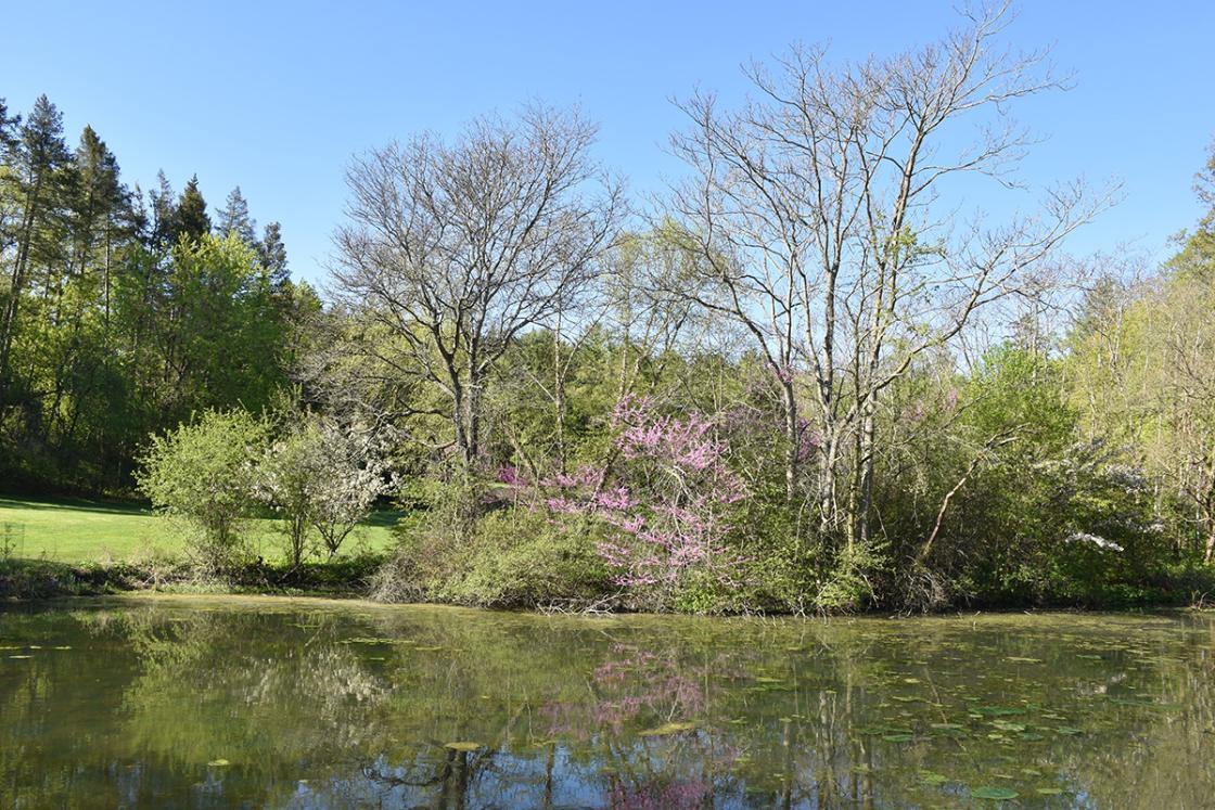 Photograph of the Bog Garden at Cranbrook House & Gardens.