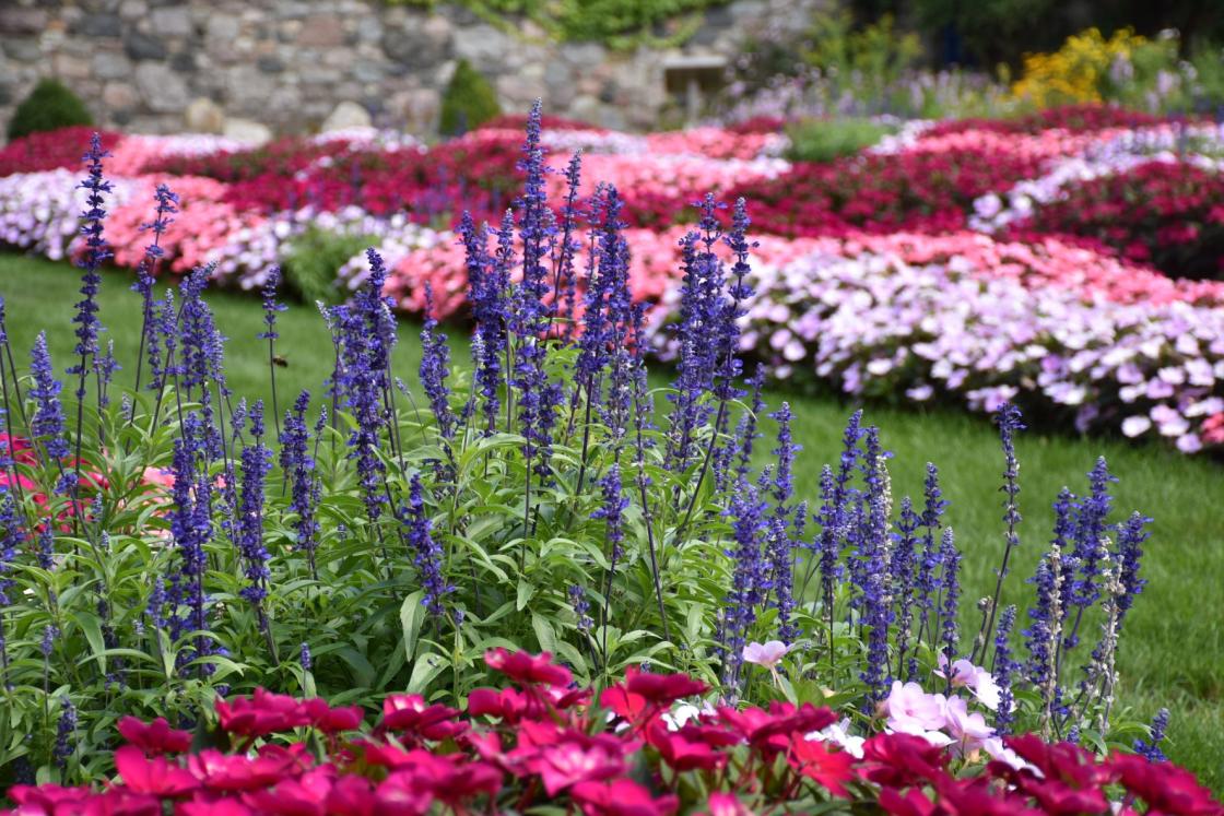 Photograph of salvia in the Sunken Garden.