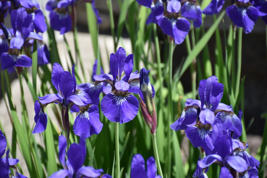Photograph of Siberian Iris at Cranbrook House & Gardens, May 2020.
