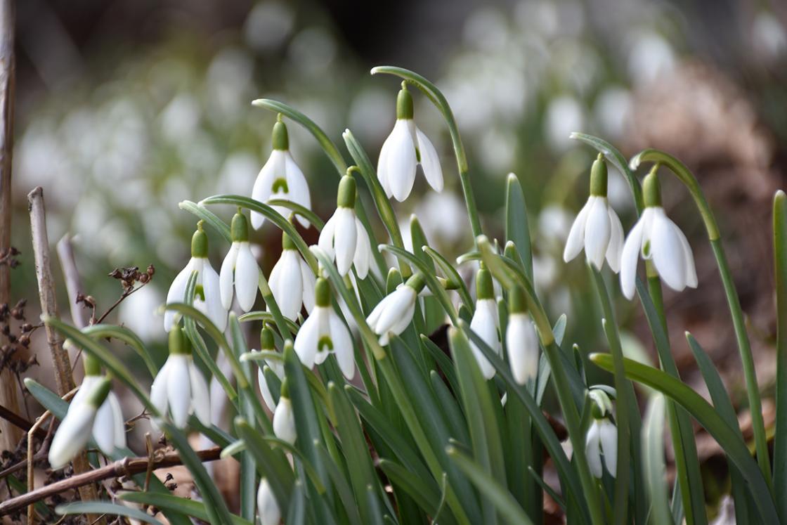 Snowdrops in the Sunken Garden at Cranbrook House & Gardens. Photography by Eric Franchy.
