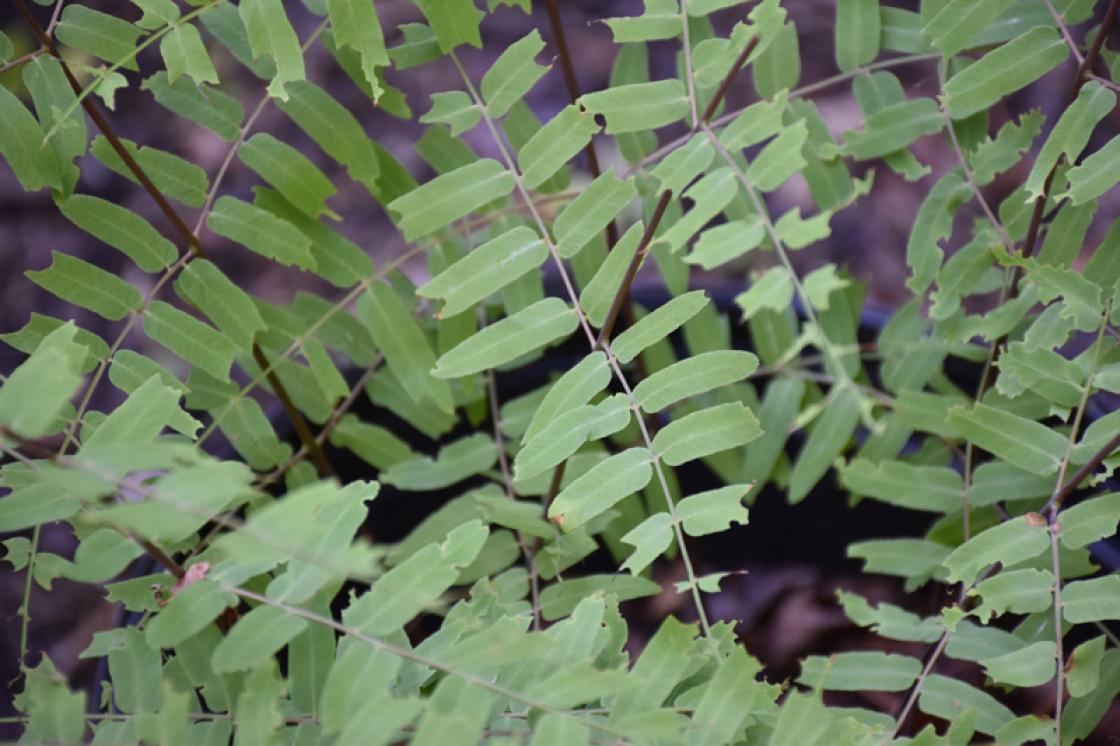 Photograph of a royal fern.