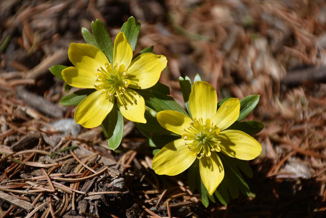 Winter Aconite at Cranbrook House & Gardens. Photograph by Eric Franchy.