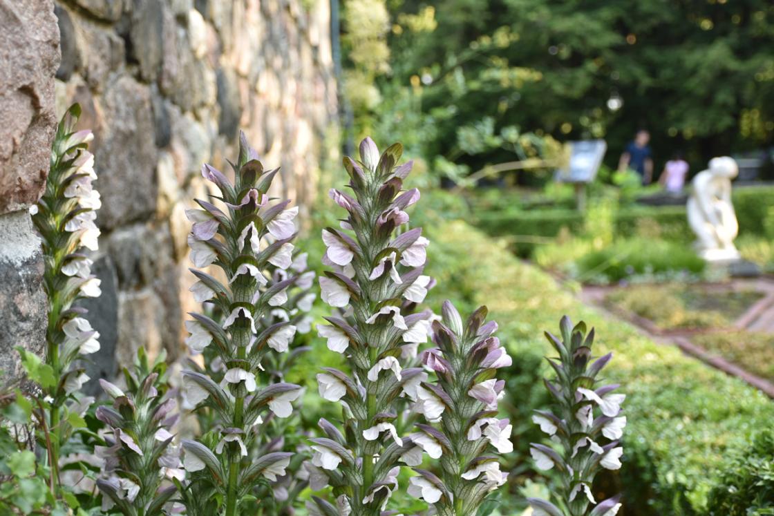 Photograph of bears breeches in the Herb Garden at Cranbrook House & Gardens, July 2020.