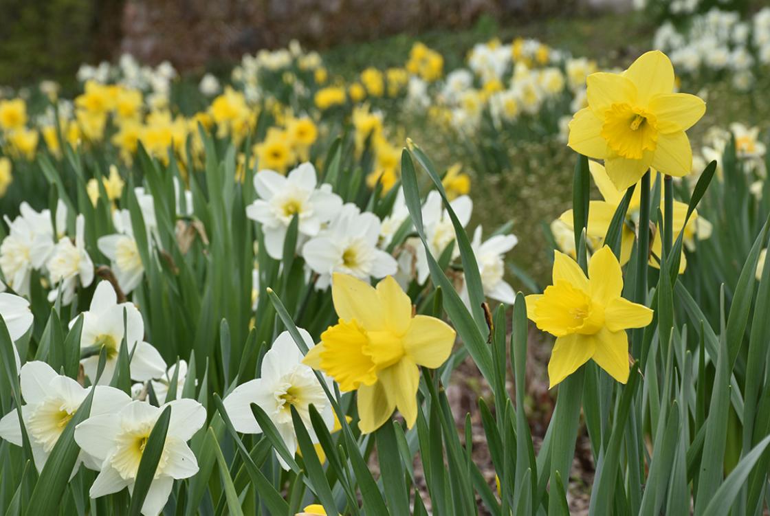 Daffodils on Daffodil Hill at Cranbrook House & Gardens. Photo taken May 8, 2019 by Eric Franchy.