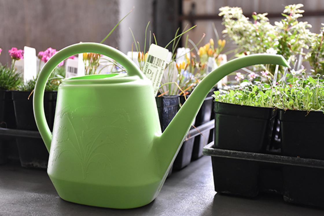 Photograph of a watering can at Cranbrook Gardens.