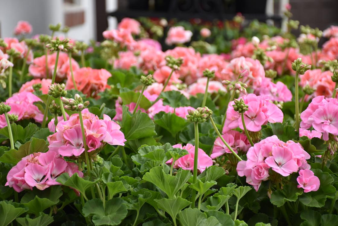 Photograph of geraniums at Cranbrook Gardens