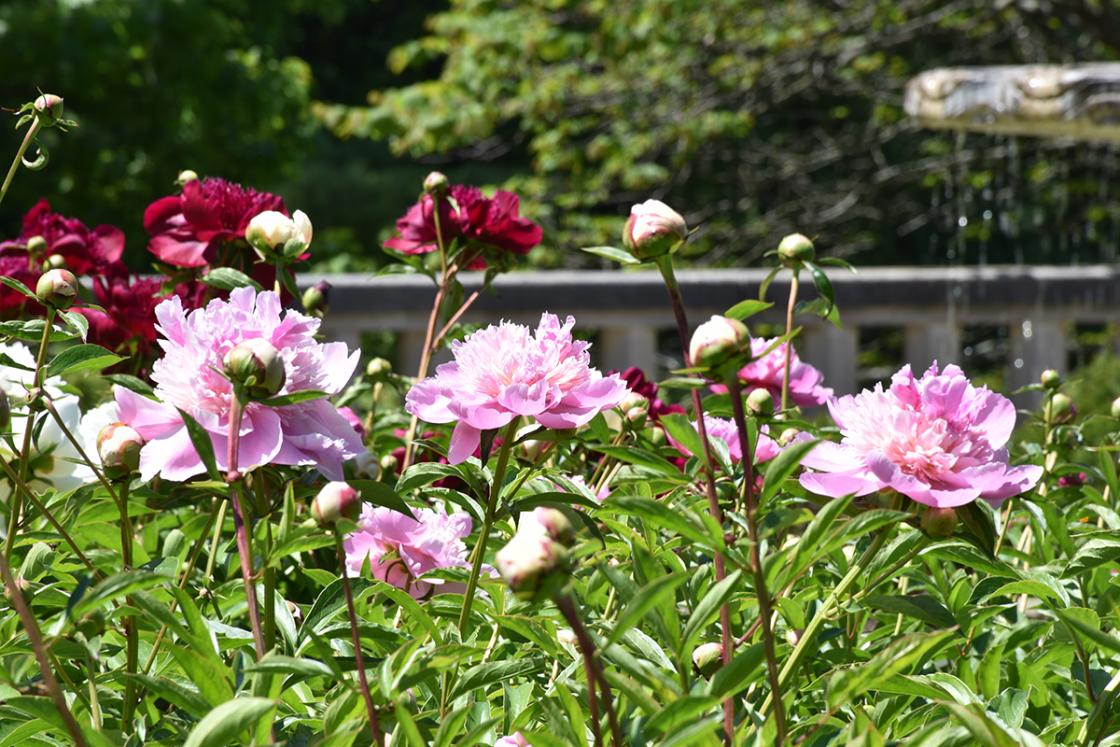 Peonies at Cranbrook House & Gardens. Photography by Eric Franchy.
