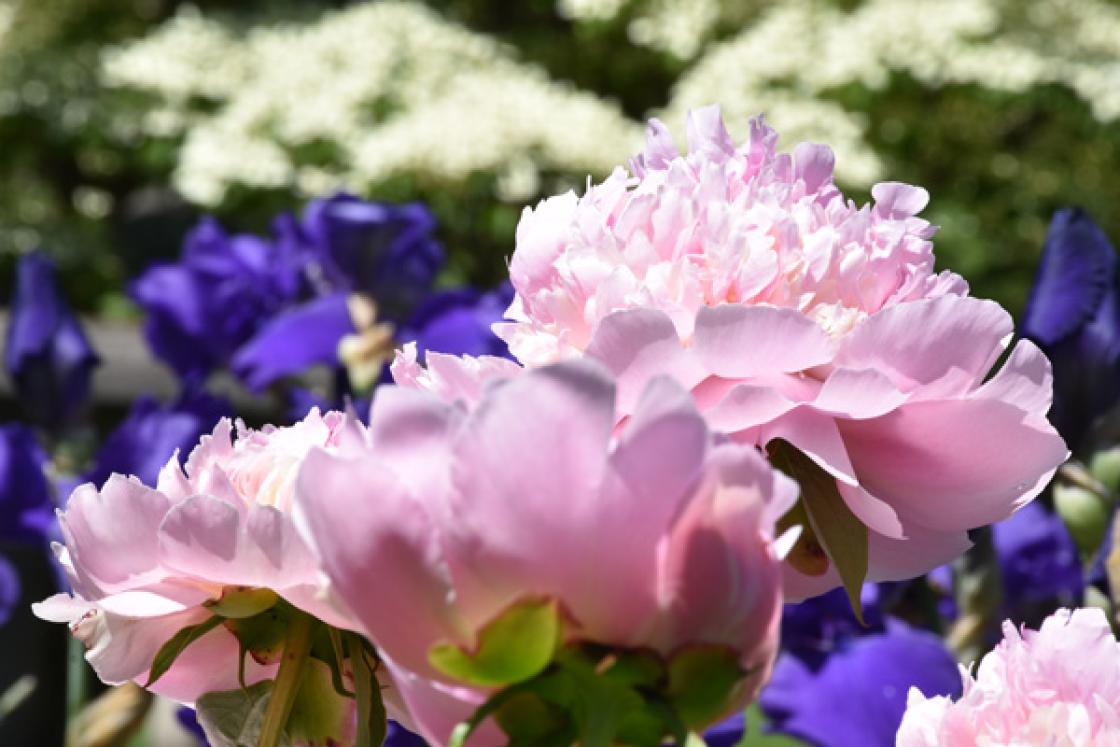 Photograph of a peony on the Library Terrace at Cranbrook House & Gardens, 2019.