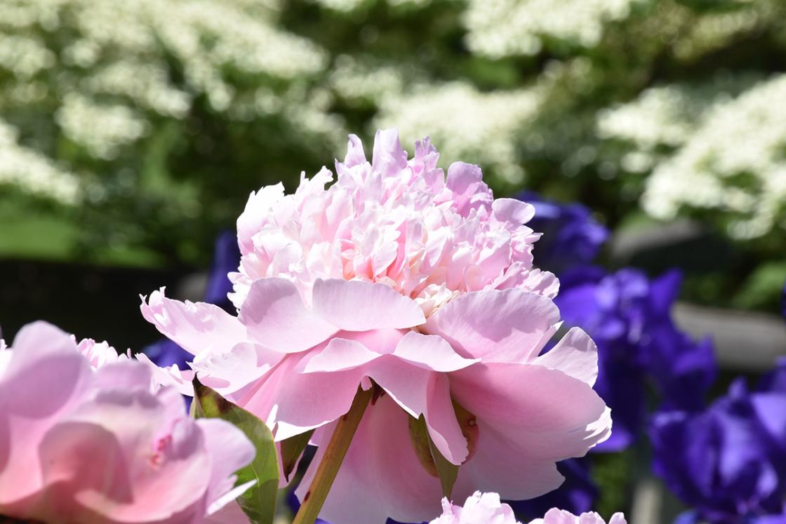 Peonies in the Library Garden. Photography by Eric Franchy.