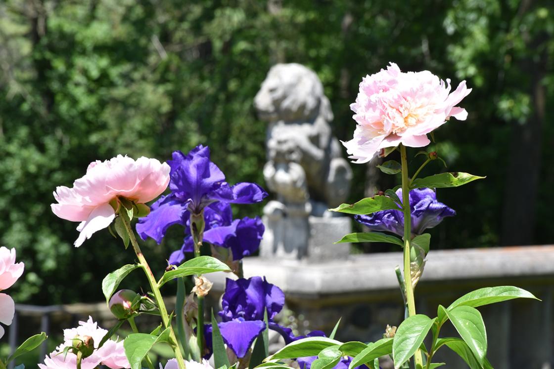 Peonies at Cranbrook House & Gardens. Photography by Eric Franchy.