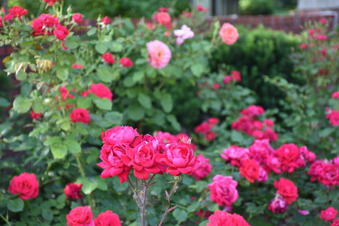 Roses in the Cranbrook House Courtyard Garden. Photograph taken Saturday, June 29, 2019.