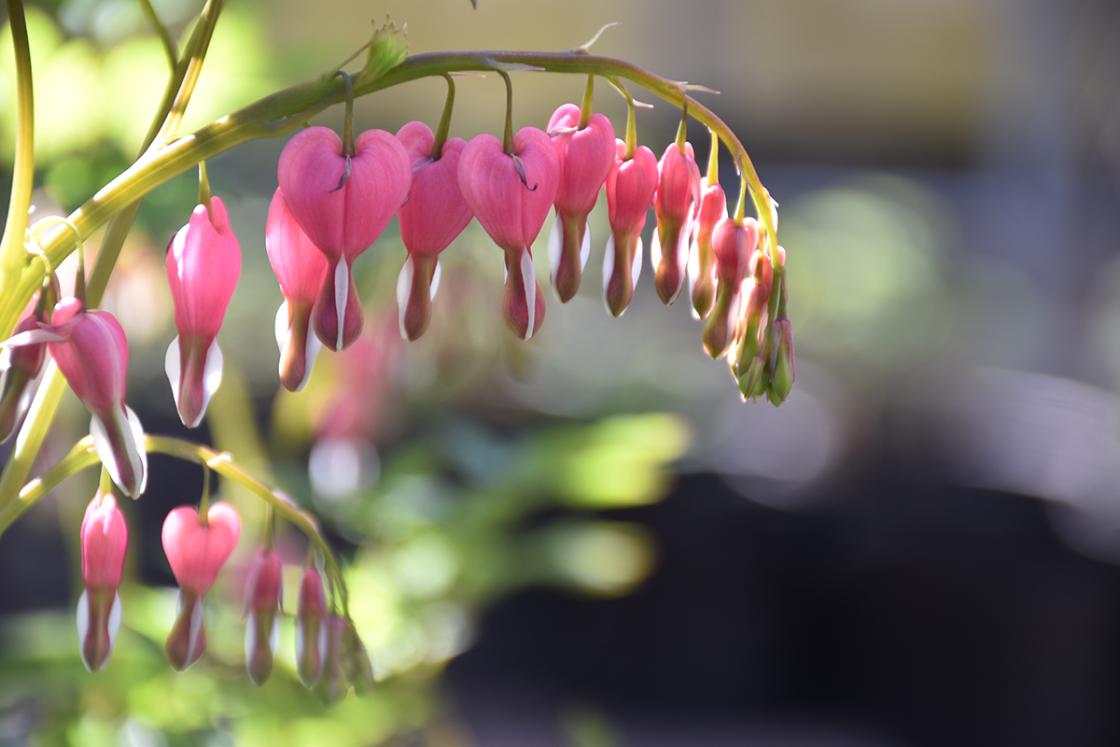 Cranbrook House & Gardens - Bleeding Heart 2018