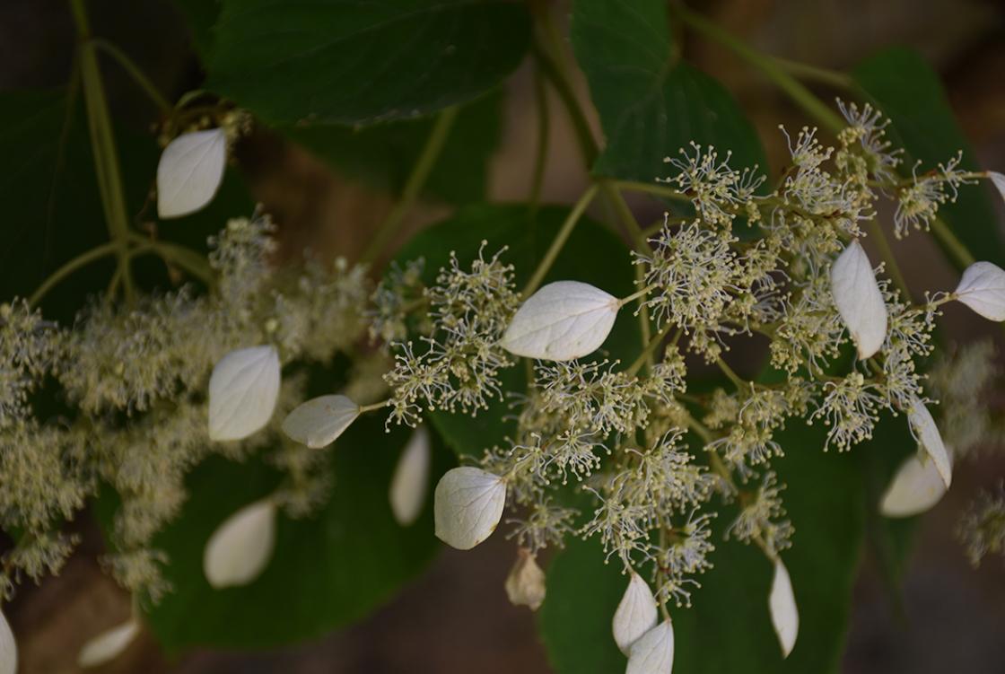 Schizophragma (climbing hydrangea) in the Sunken Garden (planted here by the Booths). Photograph taken Friday, July 12, 2019.