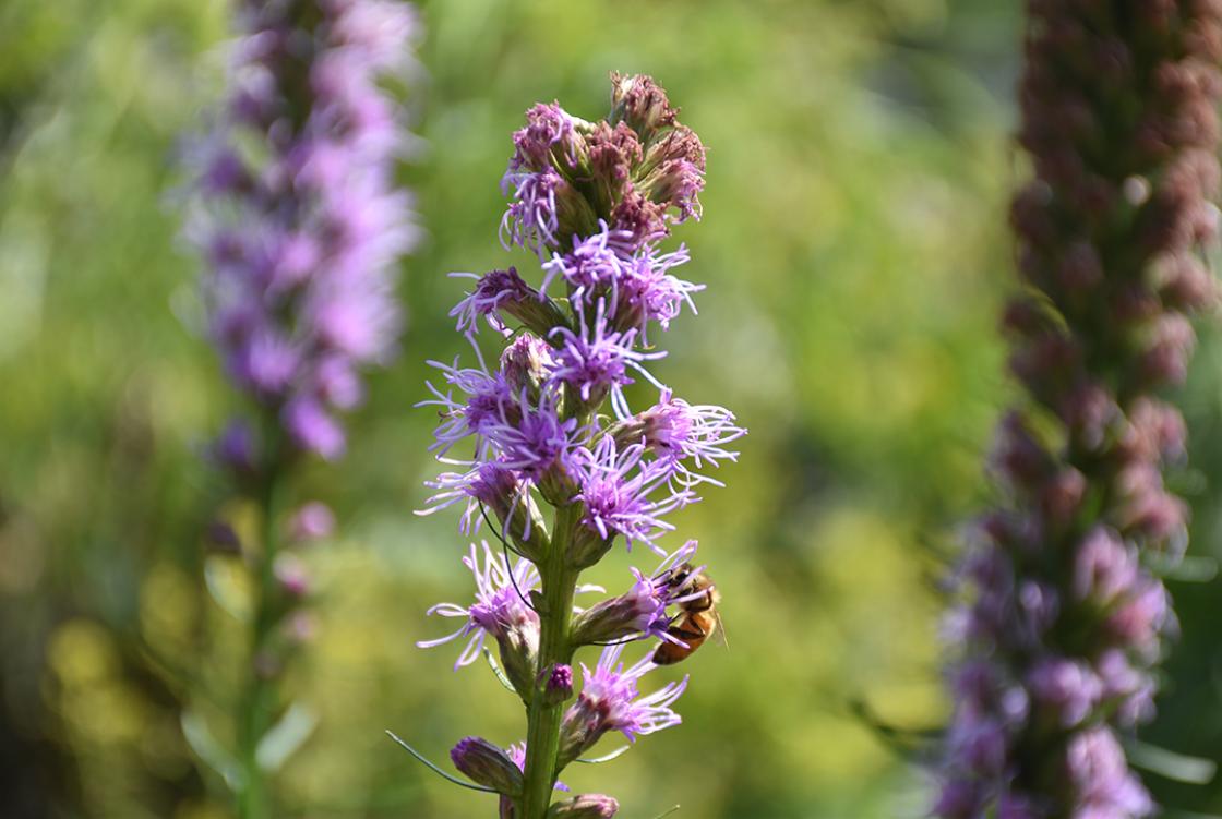 Photograph of Liatris (blazing star) in the Butterfly Garden at Cranbrook House & Gardens, July 26, 2019. 